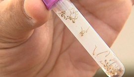 Aedes aegypti: 855 cidades brasileiras estão em situação de alerta