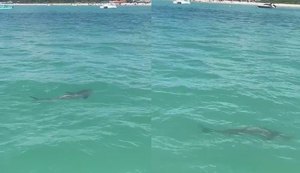 Vídeo de animal marinho gera preocupação em Maragogi, mas especialista aponta que espécie não deve ser tubarão