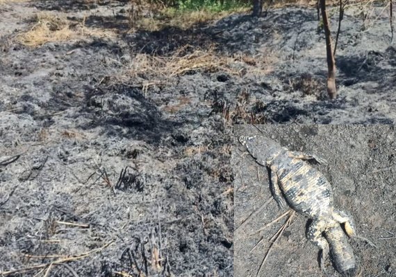 Incêndio criminoso provoca morte de jacarés e danos à natureza em Arapiraca