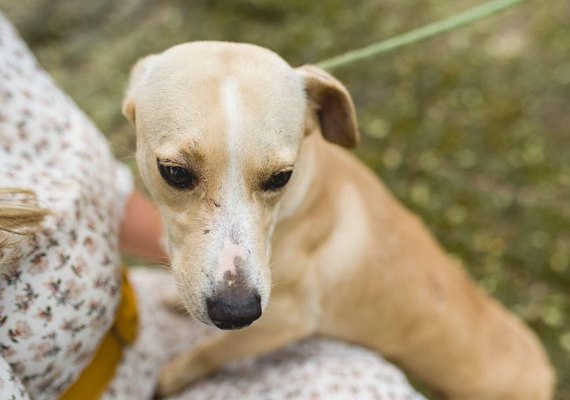 Gabinete da Causa Animal reforça a importância da vacinação para os pets