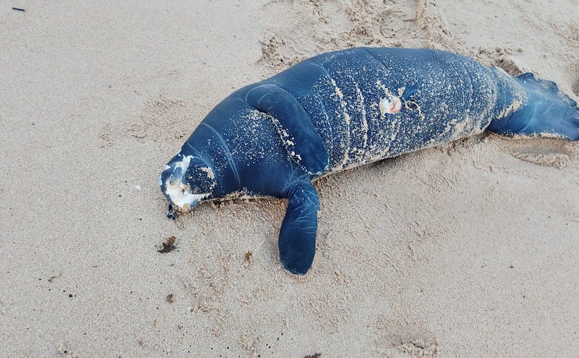Filhote de peixe-boi é encontrado morto no Mirante da Sereia