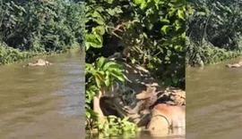 Onça-pintada arrasta boi em correnteza de rio em Pantanal de MT