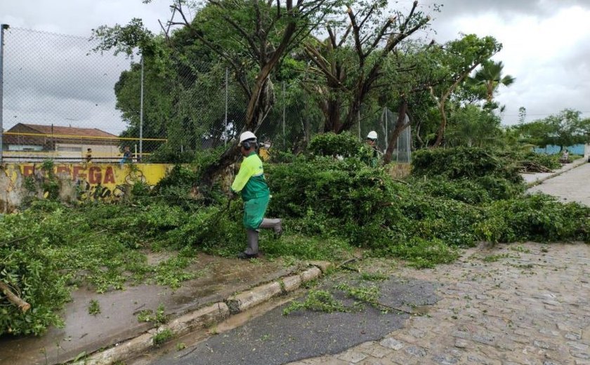 Como forma de prevenção, Prefeitura intensifica poda de árvores em Maceió