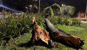 Quedas de árvores provocaram falta de energia em bairros de Maceió, diz Equatorial