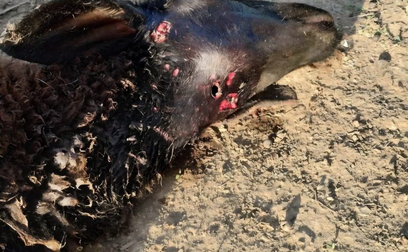 Ataque misterioso em Craíbas deixa carneiros mortos