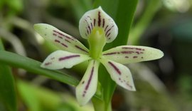 Alagoas ganha novo projeto para estudo científico sobre orquídeas nativas