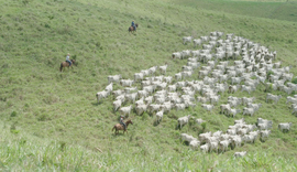 Produtores vão se reunir em Alagoas para discutir desenvolvimento da pecuária no Nordeste