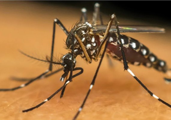 Todos os distritos da cidade de São Paulo estão em epidemia de dengue