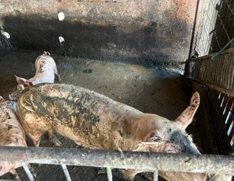 Pocilgas são removidas do entorno do Mercado da Produção