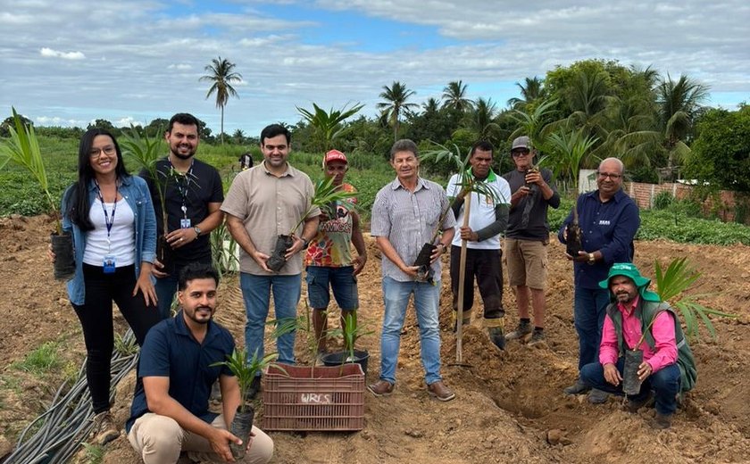 Nova estratégia agrícola com açaí vai trazer mais segurança e valor à produção irrigada em Alagoas