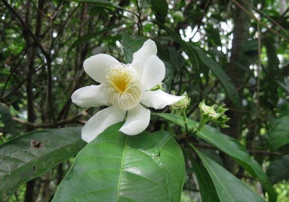 Estudo diz que áreas úmidas amazônicas passam boa parte do ano alagadas