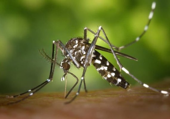 Vacinação contra dengue pode reduzir gastos do SUS