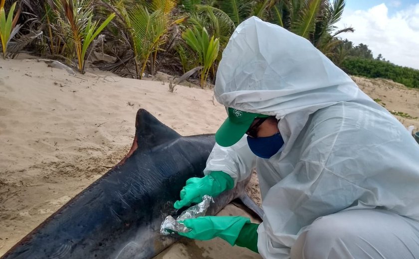 Golfinho com manchas de óleo é encontrado morto em Feliz Deserto
