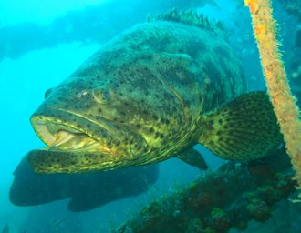 Alagoas registra primeira agregação de peixes mero