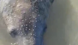 Peixe-boi resgatado com graves ferimentos por golpes de facão reaparece no Pontal do Peba