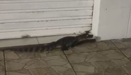 Jacarés circulam em área urbana e assustam moradores de Jequiá da Praia