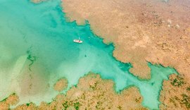 Projeto Corais de Alagoas chega a 500 corais em cultivo no mar do estado