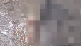 Seis ovelhas são encontradas mortas  na zona rural e caso intriga moradores de Atalaia