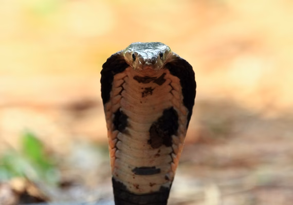 Criança de 2 anos mata cobra venenosa após mordê-la na cabeça
