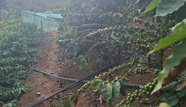 Família assentada investe em cultura do café na Zona da Mata de Alagoas