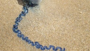 Acidentes com caravelas aumentam no período de férias no Francês