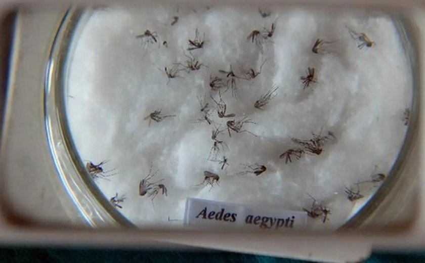 Minas Gerais responde por um em cada três casos de dengue no país