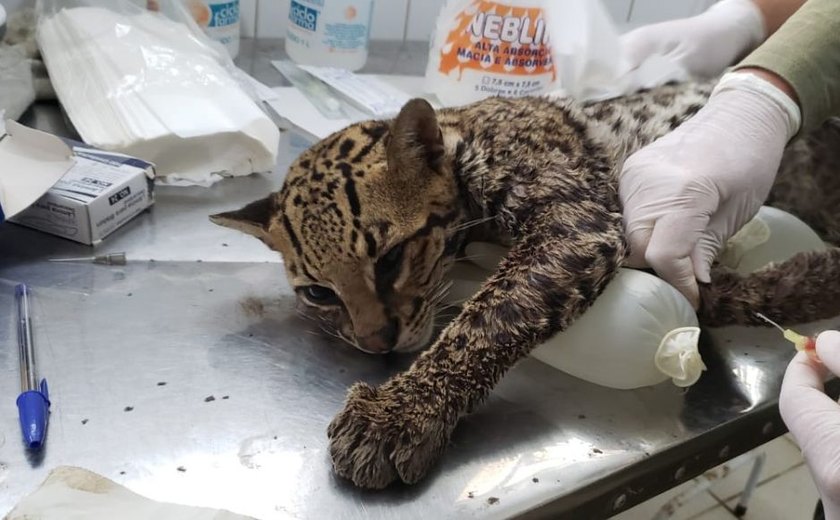 Fiscalização resgata uma jaguatirica, o maior felino encontrado em Alagoas