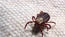 Febre maculosa causa mais duas mortes no interior de São Paulo