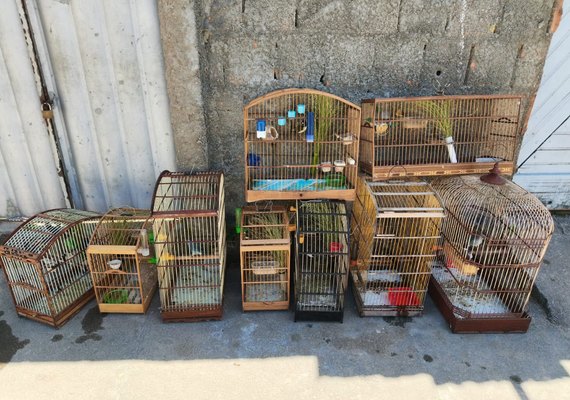 Polícia Militar resgata mais de 100 aves silvestres durante operação no Litoral Sul de Alagoas