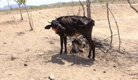 Governo federal reconhece emergência em 42 municípios alagoanos por conta da estiagem