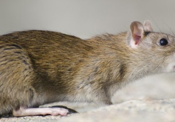 Ocitocina sintética pode prevenir ansiedade causada por estresse social, aponta estudo em modelo animal