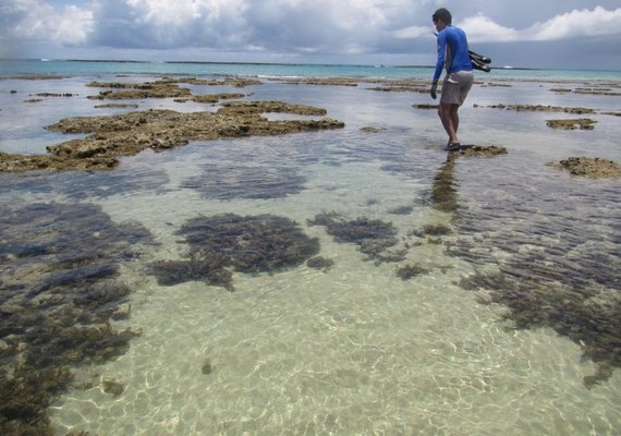 Egresso da Ufal publica artigo sobre 10 espécies novas de esponjas marinhas