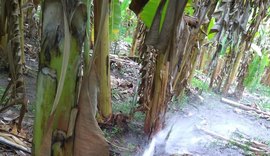 Operação da Casal flagra furto de água para irrigar bananeiras no interior