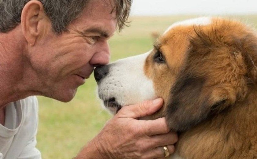 Equipe de filmagem de 'Quatro Vidas de um Cachorro' pode ser presa por maus tratos