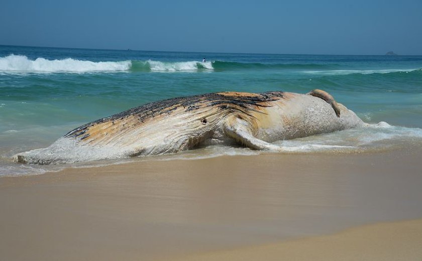 Pesca fantasma ameaça quase 70 mil animais marinhos por dia no Brasil