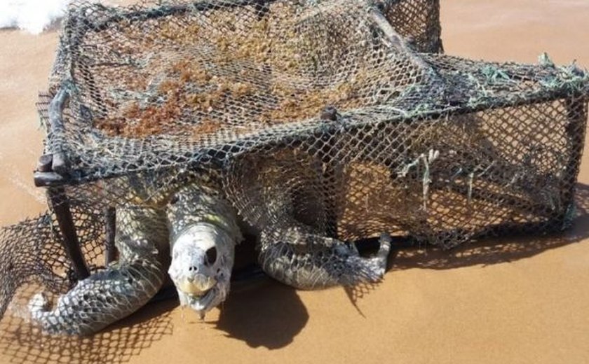 Tartaruga é encontrada morta em armadilha na praia de Jacarecica