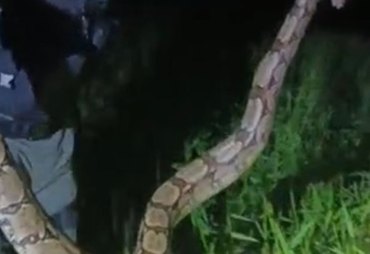 Jiboia é capturada por militares após causar pânico em moradores de Porto Real do Colégio