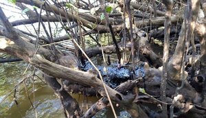 Pesquisadores da Ufal alertam para a calamidade pública na área ambiental