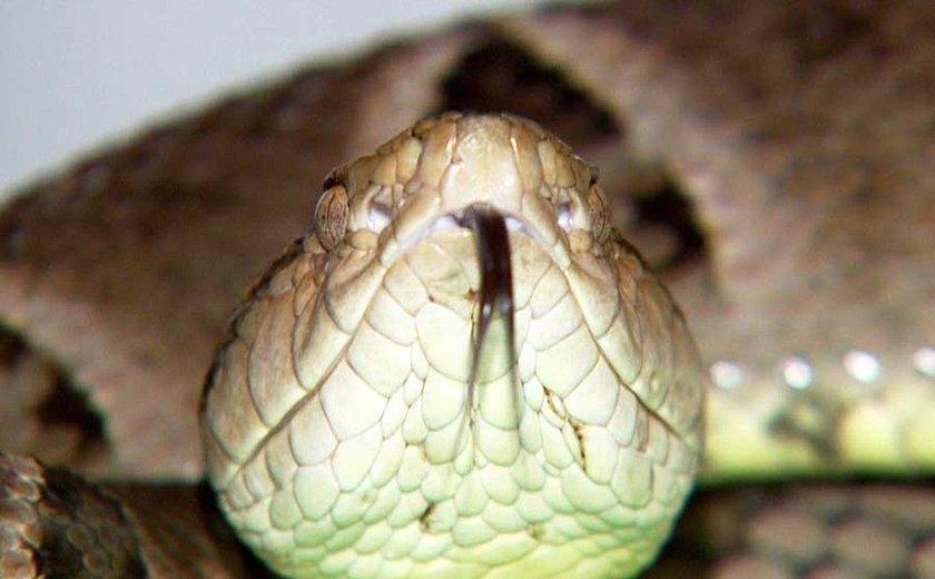 OMS alerta para escassez mundial de antídotos contra venenos de cobras