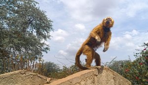 Macaco prego galego resgatado durante a FPI recebe cuidados no Centro de Triagem de Animais Silvestres