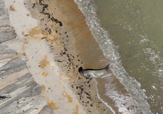 Elefante-marinho é visto em Maceió após dias no litoral e mobiliza monitoramento