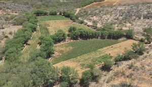 PF realiza nova fase de operação contra cultivo e tráfico de maconha em AL, BA, PE e MG