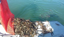 Pesca predatória é combatida e 1.500 espécimes de camarões são resgatados