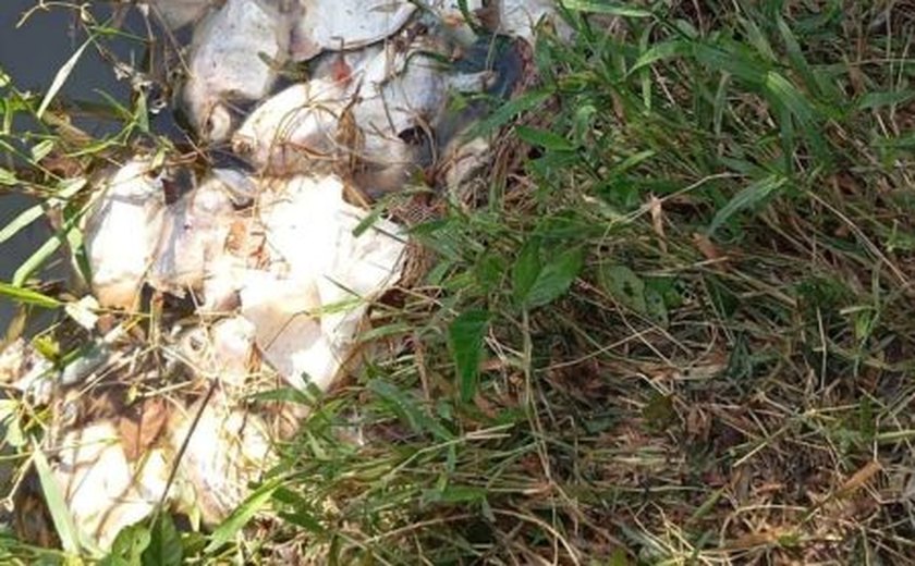Crime ambiental provoca mortandade de peixes no rio Jacuípe