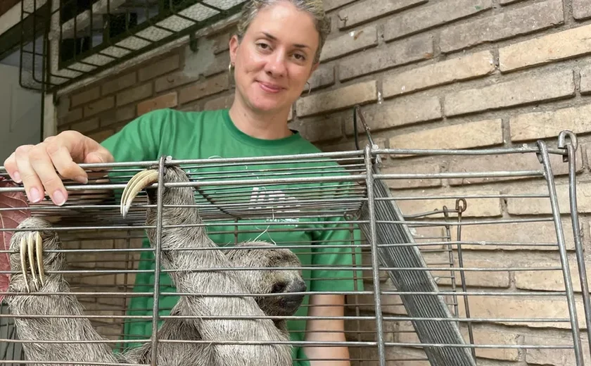 Bicho-preguiça flagrado em ônibus é resgatado e recebe cuidados no Cetas