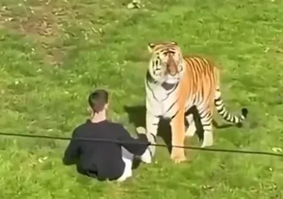Homem morre após invadir recinto de tigres em zoológico na Inglaterra