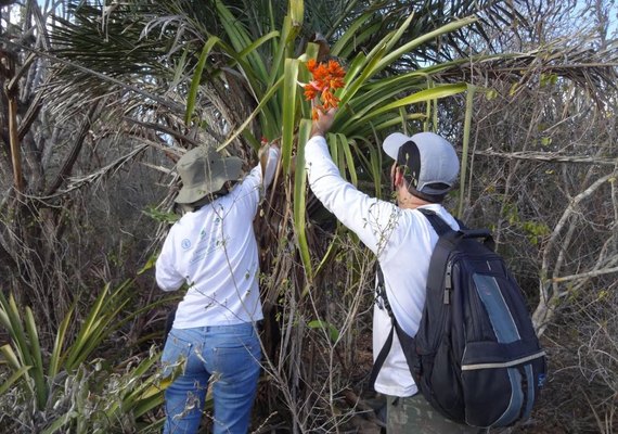 Expedição Caatinga revela espécie rara no nordeste