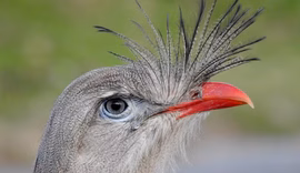 Duas aves brasileiras estão entre as mais barulhentas do mundo, mostra estudo