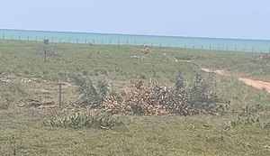 Advogado denuncia invasão de terrenos de um loteamento na praia de Coruripe