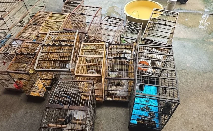 Operação “Onda Verde” resgata 89 aves silvestres mantidas ilegalmente em cidades de Alagoas
